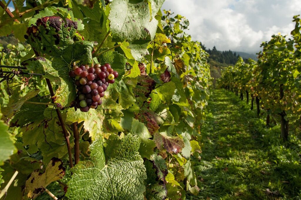 farm, fruits, grapes