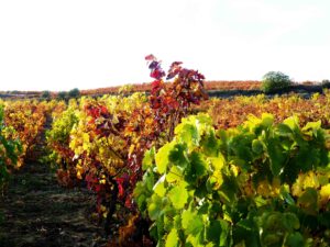 Rioja veiniaed